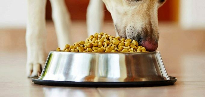 8 Migliori Alimenti Per Cani Per Corgis