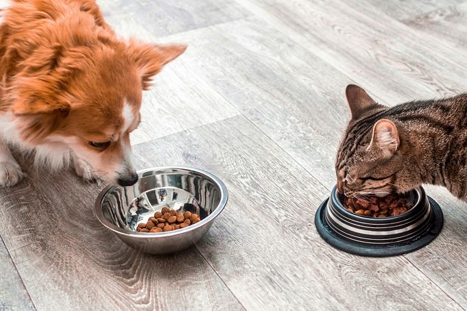 I Cani Possono Mangiare Cibo Per Gatti? È Buono O Addirittura Benefico?