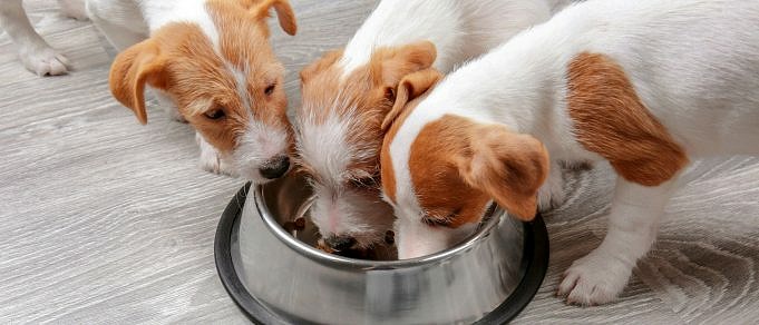 I Cani Possono Mangiare Patate Crude? La Chiave è Una Preparazione Adeguata