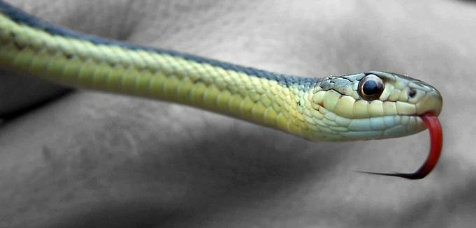 I Serpenti Possono Mostrare Affetto Ai Loro Proprietari?