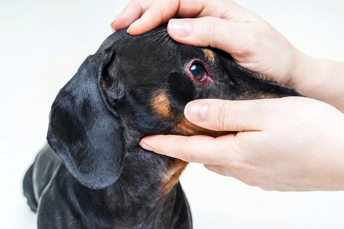 Motivi Per Cui Il Mio Cane Sta Perdendo I Peli Intorno Agli Occhi