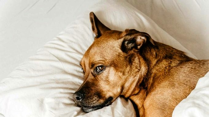 Perché Il Mio Cane Dorme Con Gli Occhi Aperti? Cosa Preoccuparsi