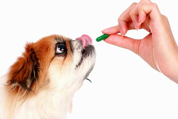 Posso Dare Al Mio Cane Tylenol? Ecco Cosa Hanno Da Dire Gli Esperti