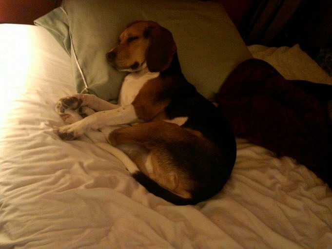 Quando Smettono Di Crescere I Beagle? Come Allevare Un Beagle Sano