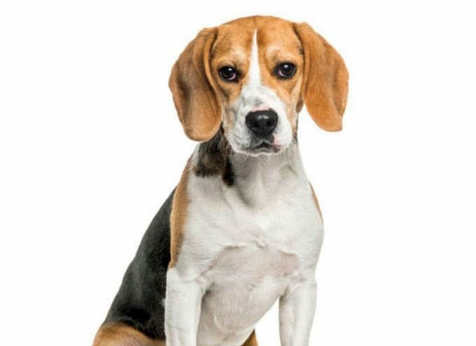 Un Beagle Può Vivere In Un Appartamento?